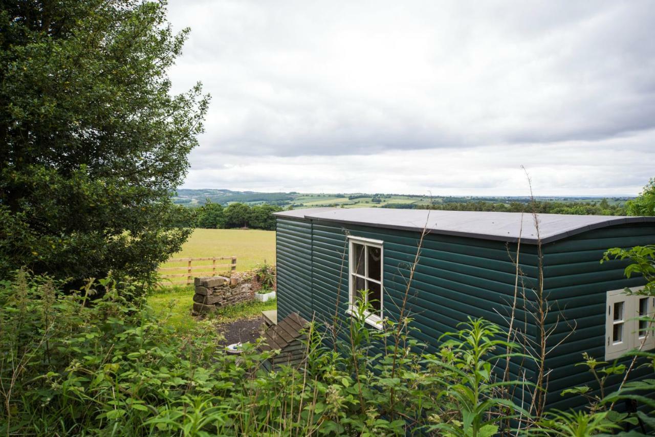 Campsite West Wood Yurts Ltd